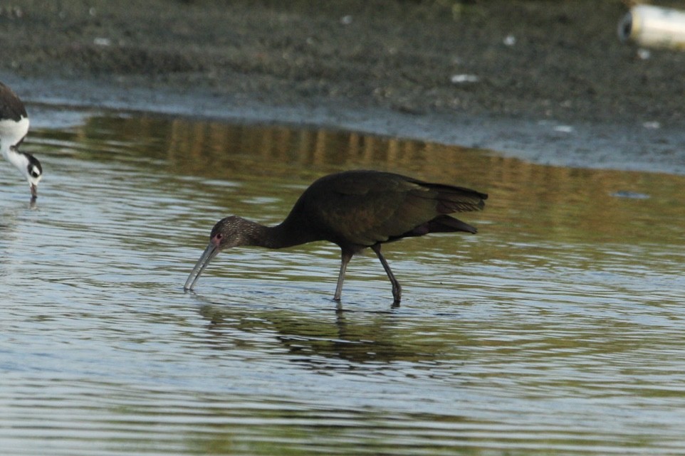 White-faced Ibis - ML622511480