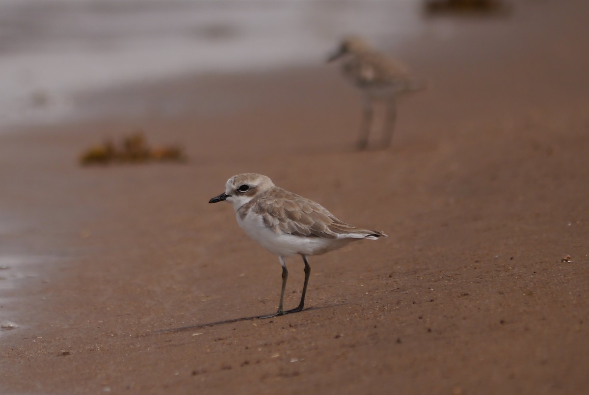 Tibetan Sand-Plover - Mathieu MAHAMOUD ISSA