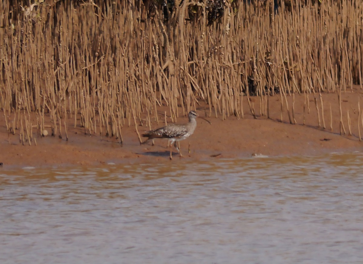 Regenbrachvogel - ML622511537