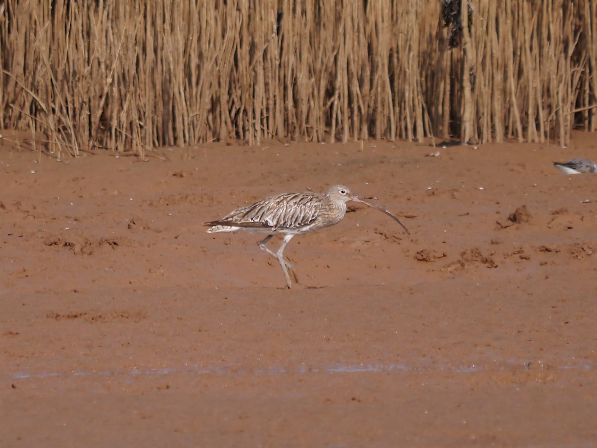 Brachvogel - ML622511543