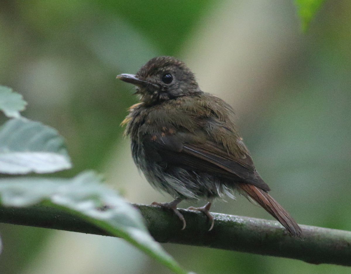 White-bellied Blue Flycatcher - ML622511572