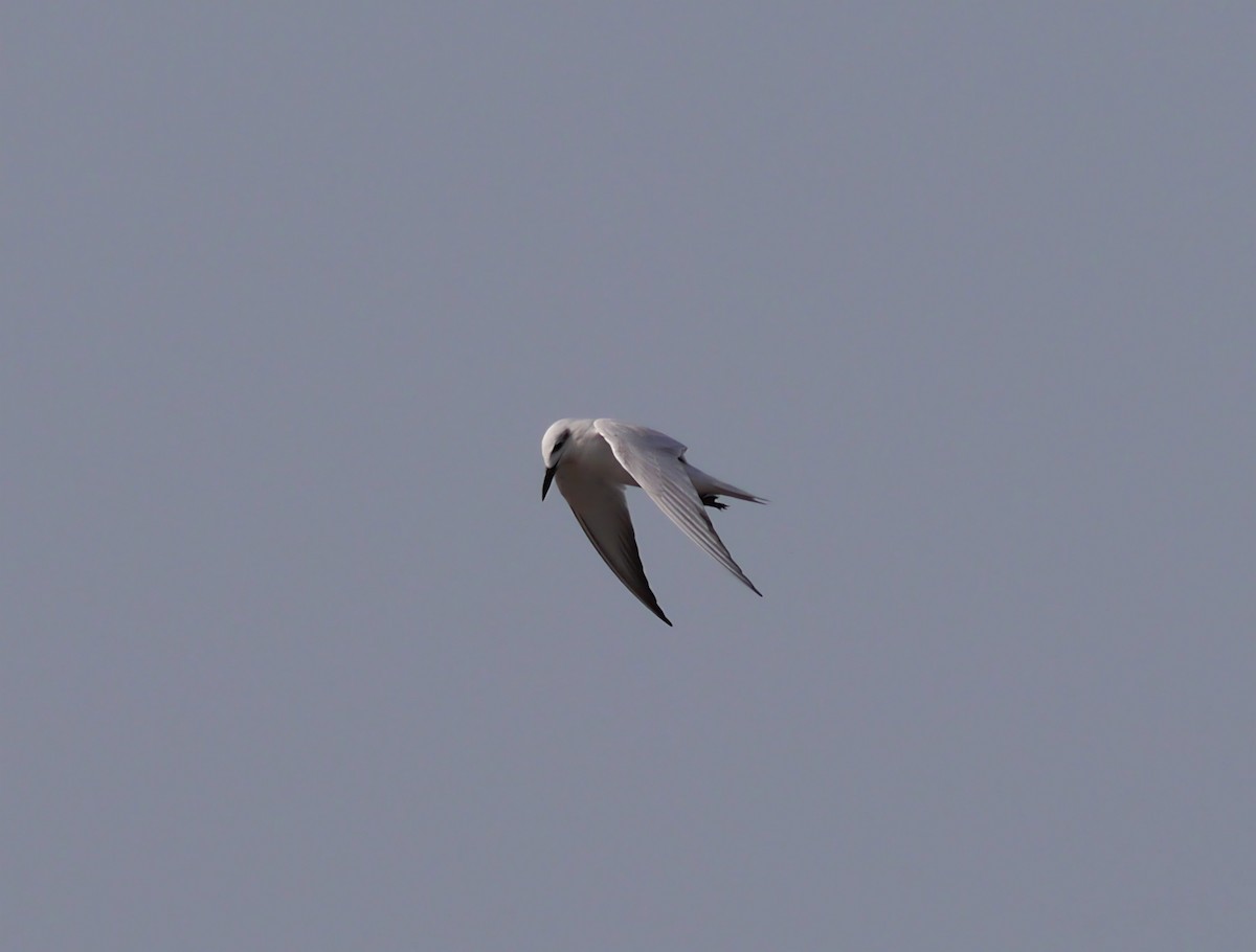 Gull-billed Tern - ML622511595