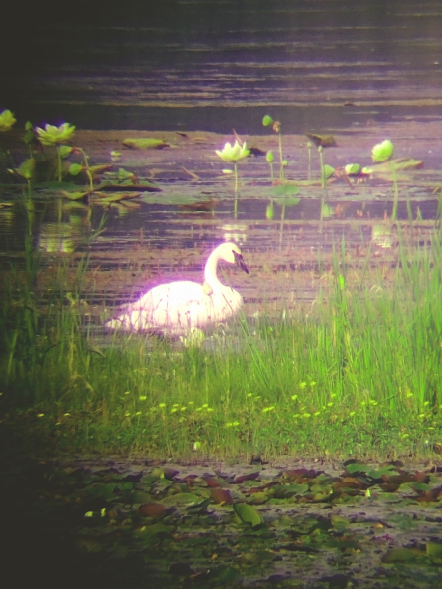 Trumpeter Swan - ML622511673