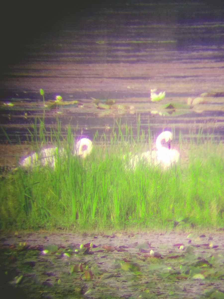 Trumpeter Swan - Scott Harp