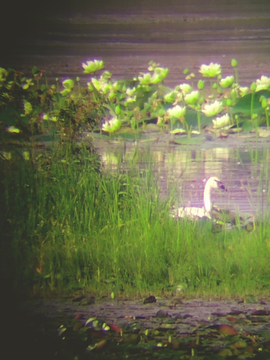 Trumpeter Swan - Scott Harp