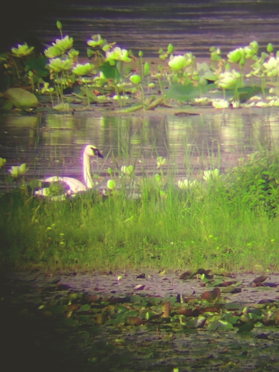 Trumpeter Swan - ML622511676