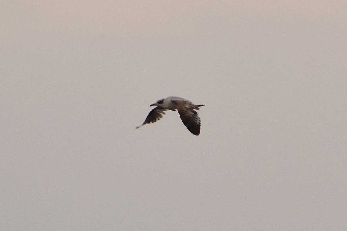 Mediterranean Gull - ML622511689