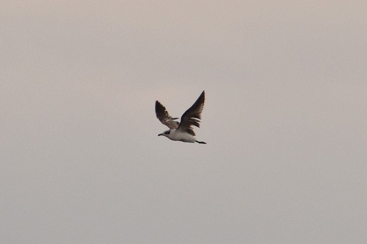 Mediterranean Gull - Aurora Varda