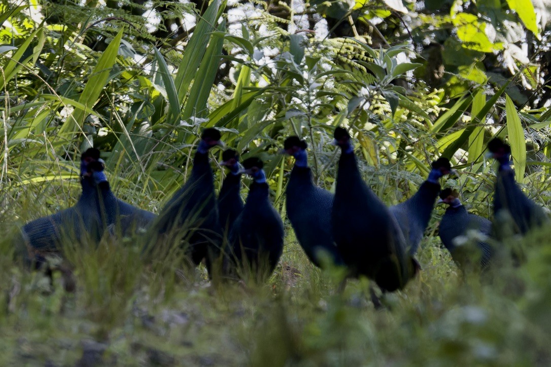 Eastern Crested Guineafowl - ML622511726