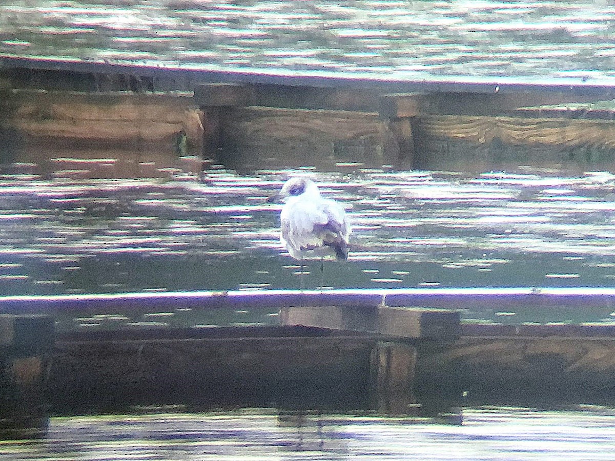 Mediterranean Gull - ML622511728