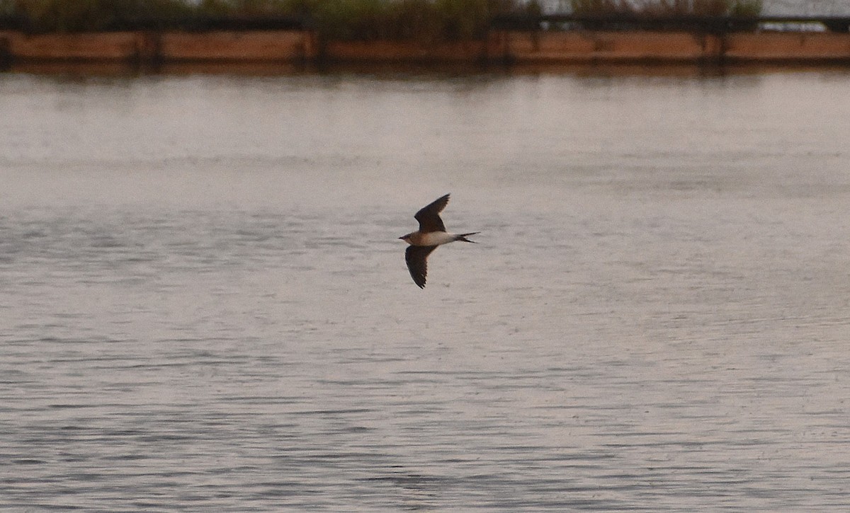 Collared Pratincole - ML622511756