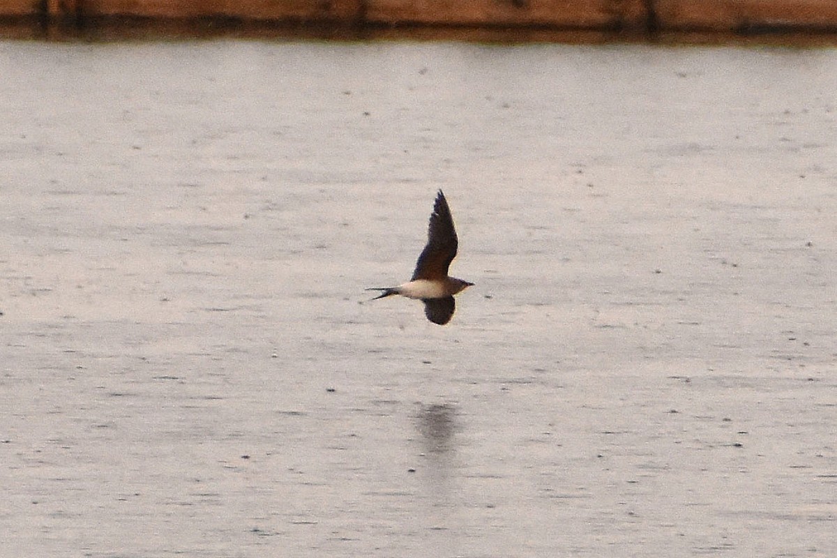 Collared Pratincole - ML622511757