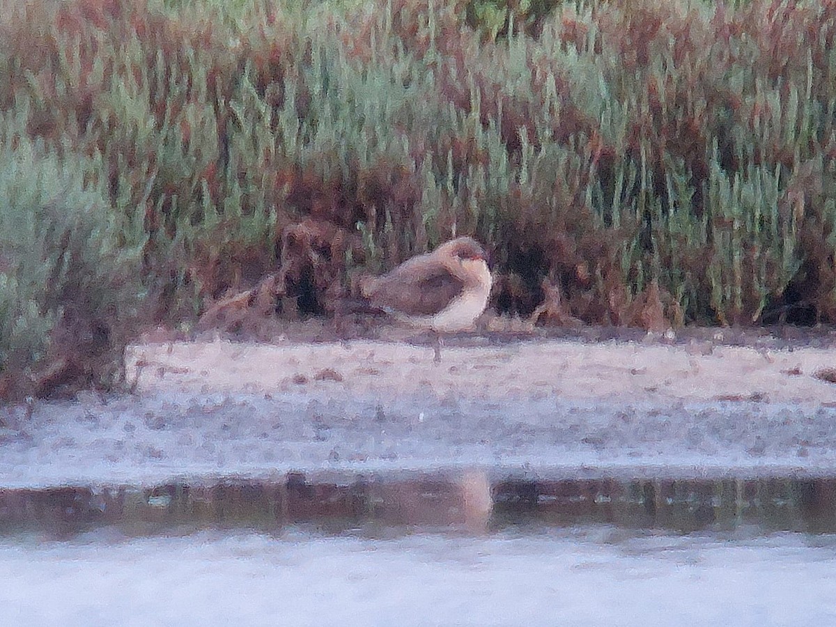 Collared Pratincole - ML622511758