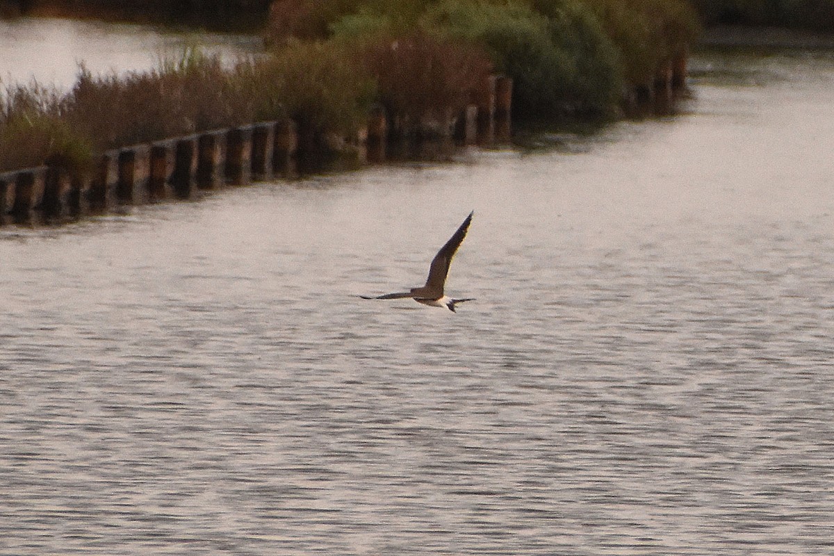 Collared Pratincole - ML622511759