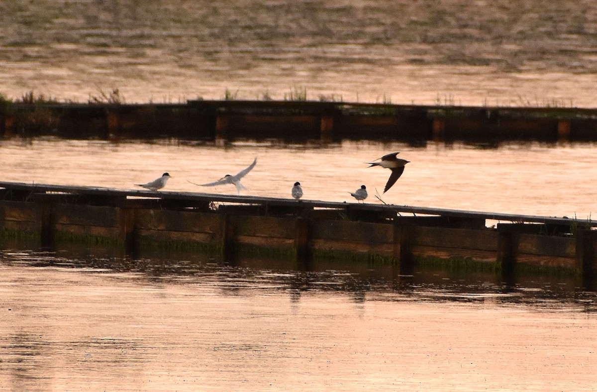 Collared Pratincole - ML622511760