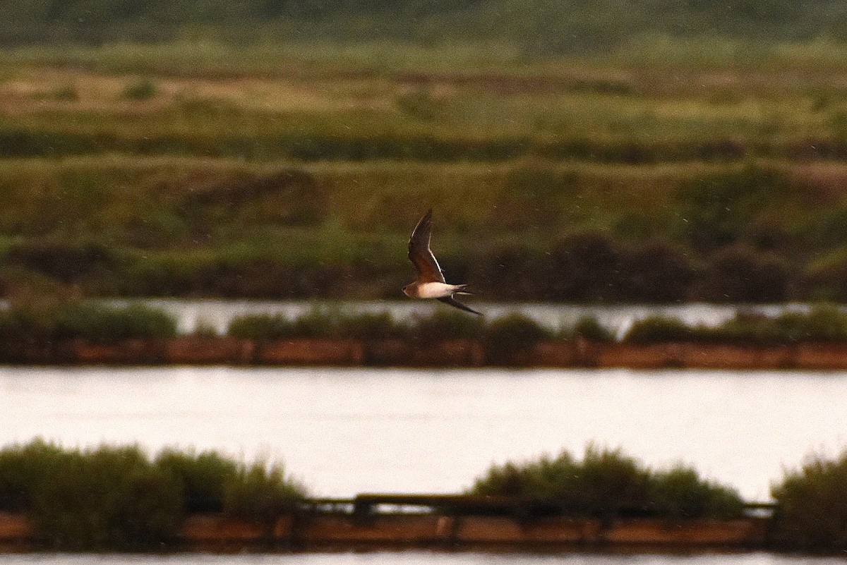 Collared Pratincole - ML622511761