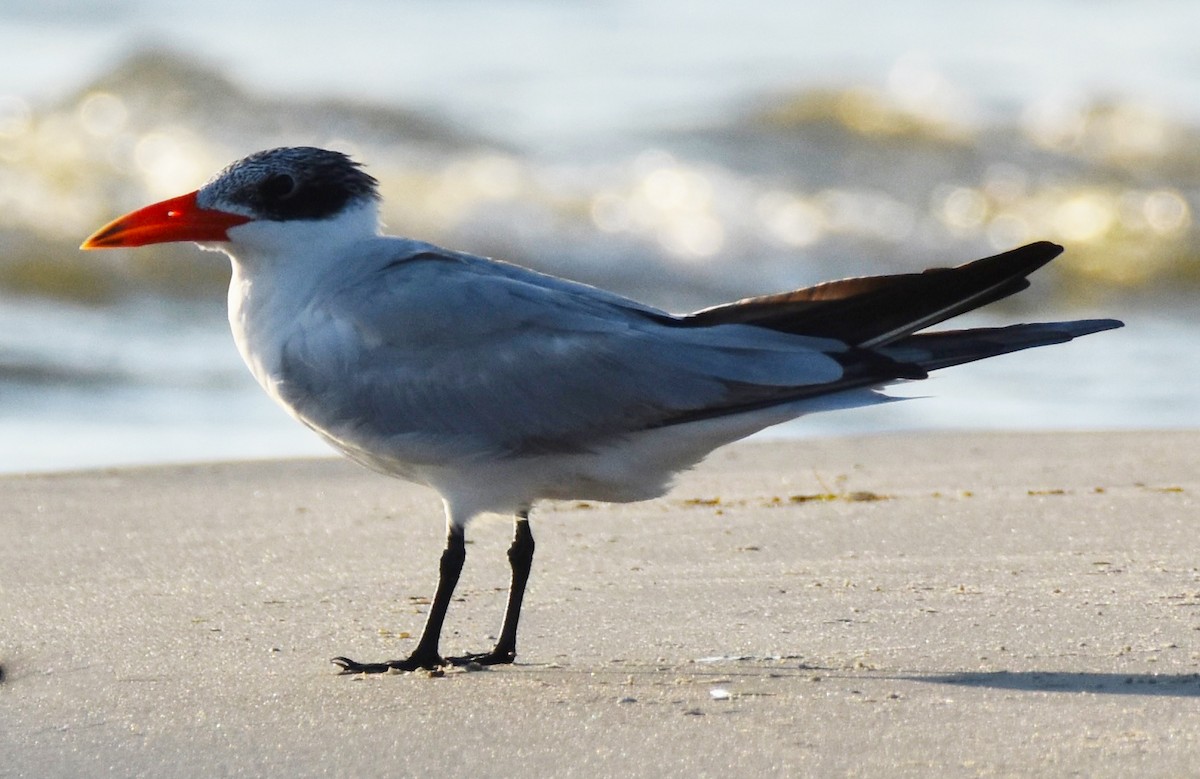 Caspian Tern - ML622511794