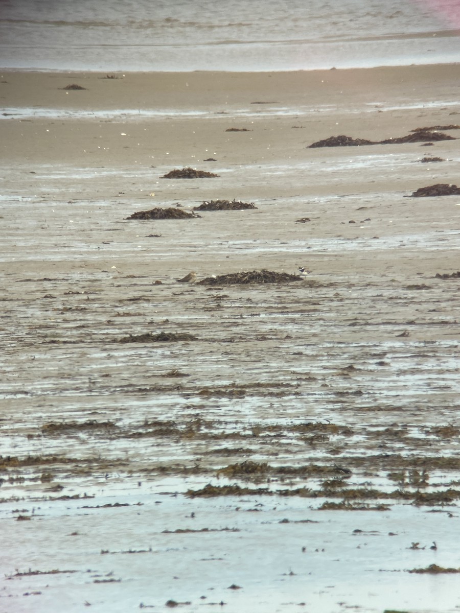 Black-winged Pratincole - ML622511796