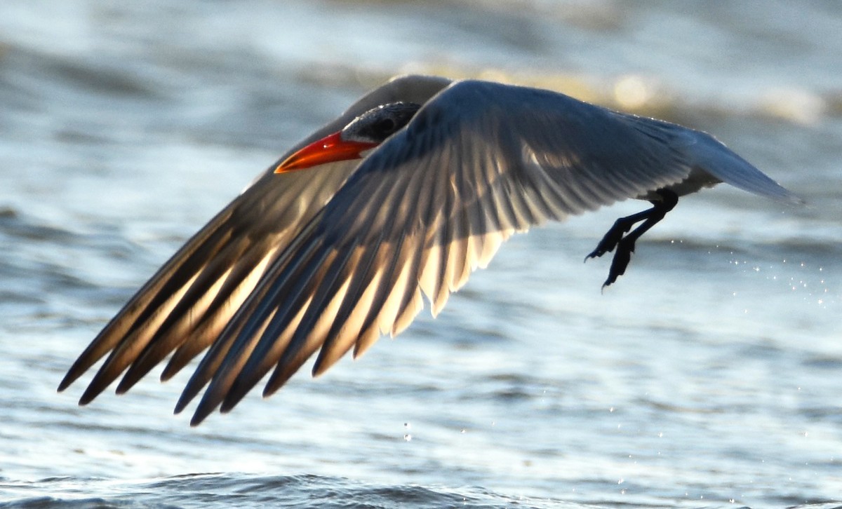 Caspian Tern - ML622511809