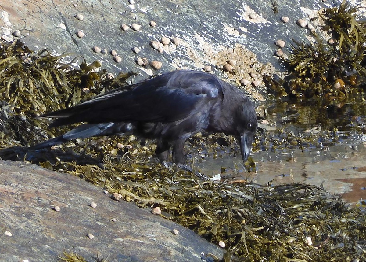 Common Raven - ML622511861