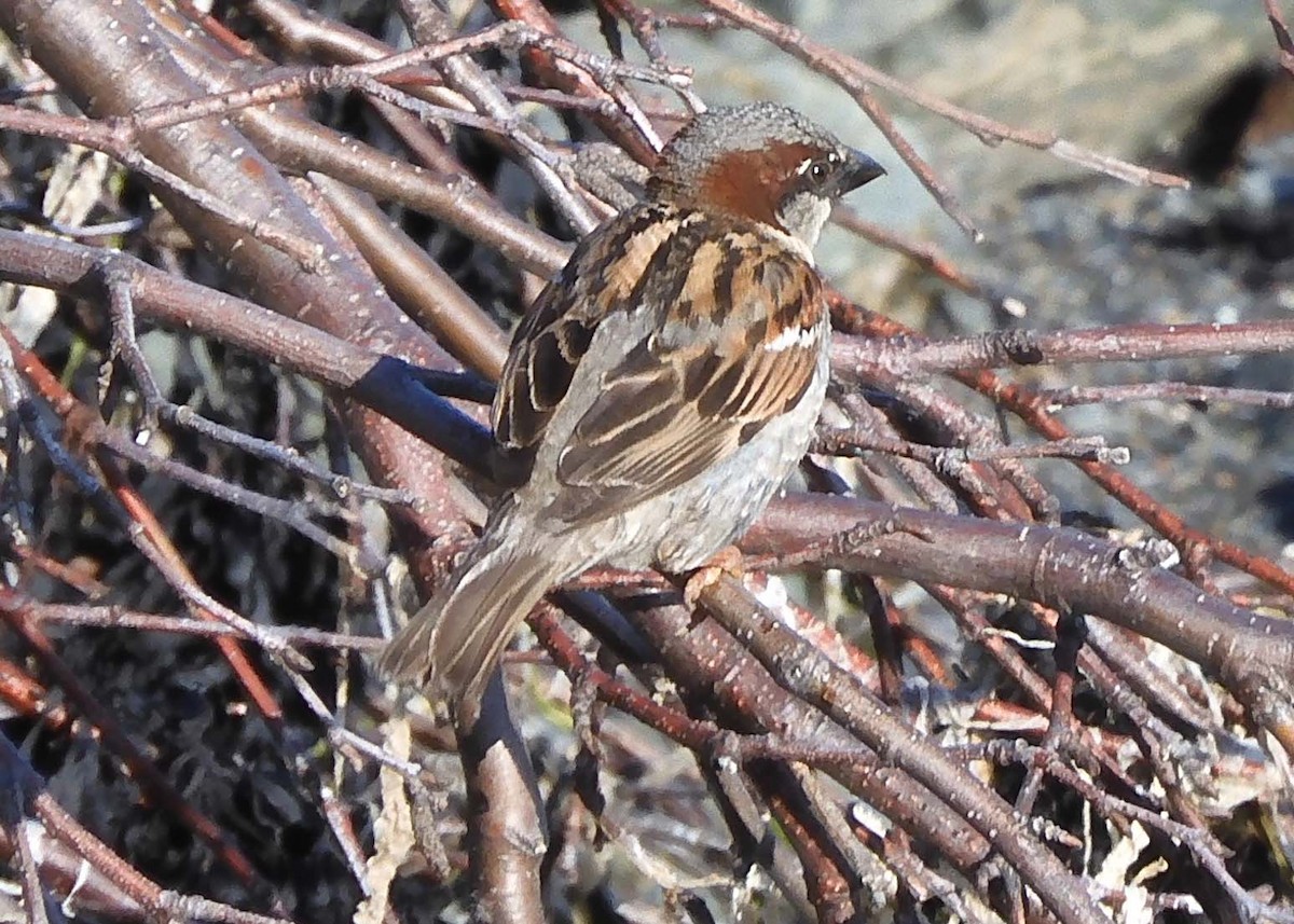 House Sparrow - ML622511872