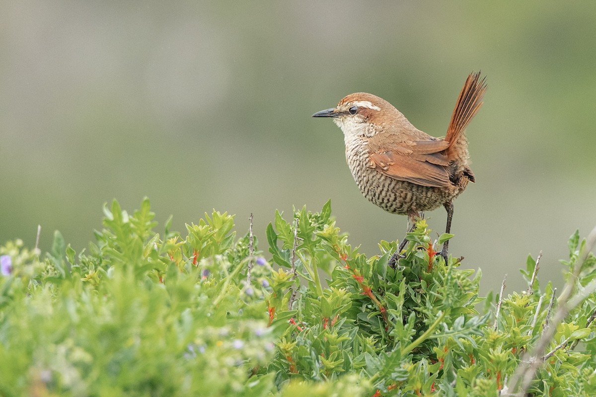 White-throated Tapaculo - ML622511922