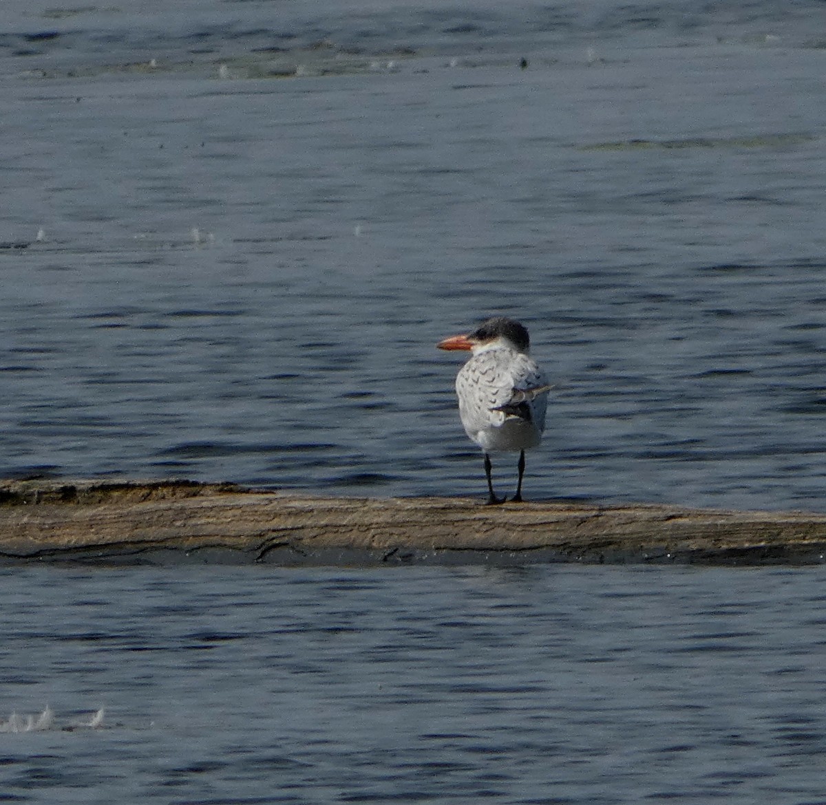 Caspian Tern - ML622511939