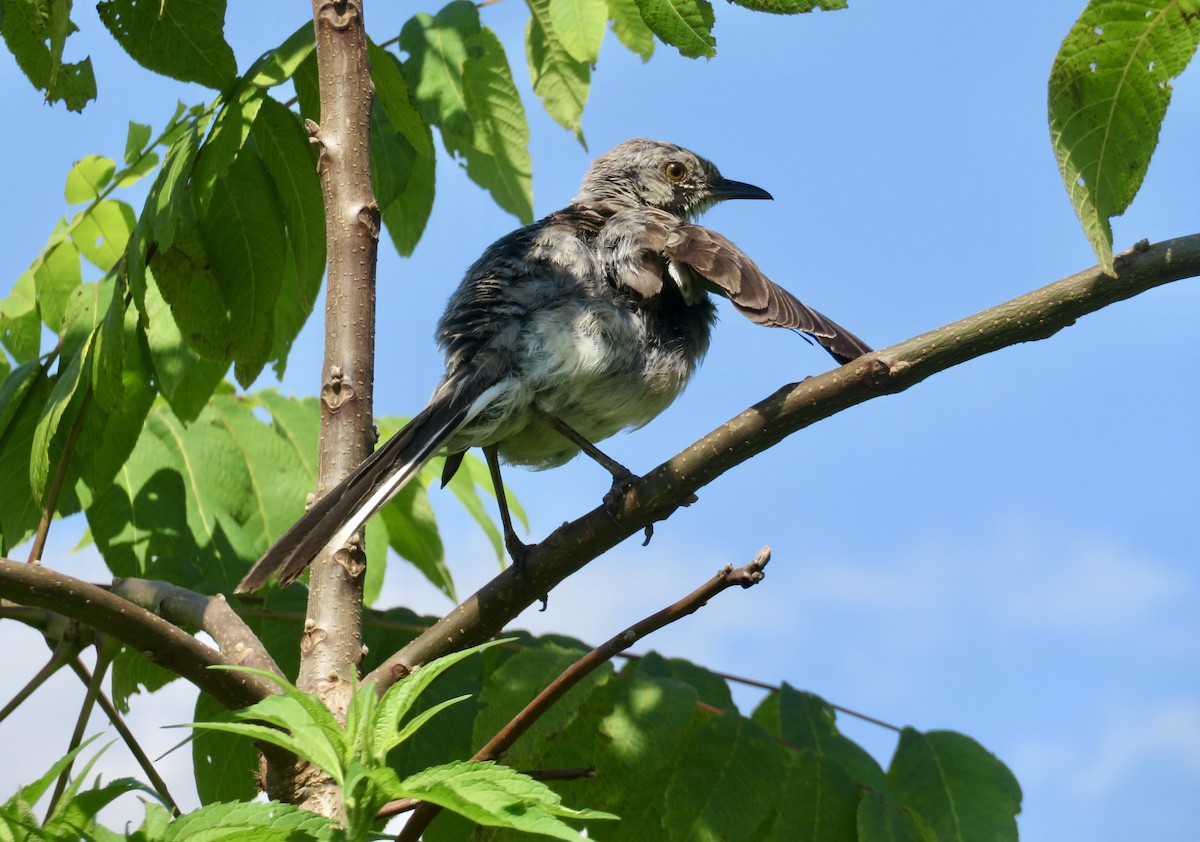 Northern Mockingbird - ML622512005