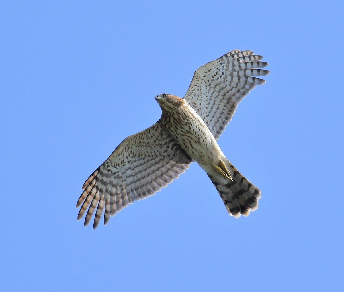 Cooper's Hawk - ML622512065