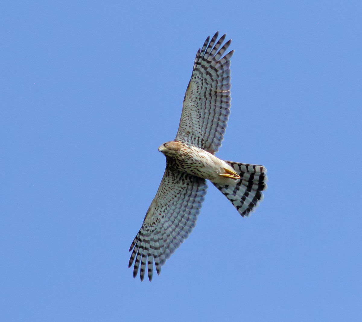 Cooper's Hawk - ML622512066