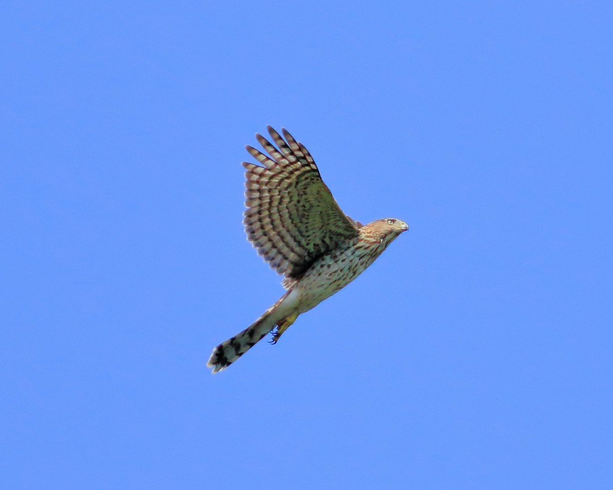 Cooper's Hawk - ML622512067