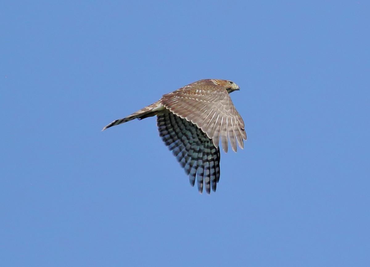 Cooper's Hawk - ML622512068