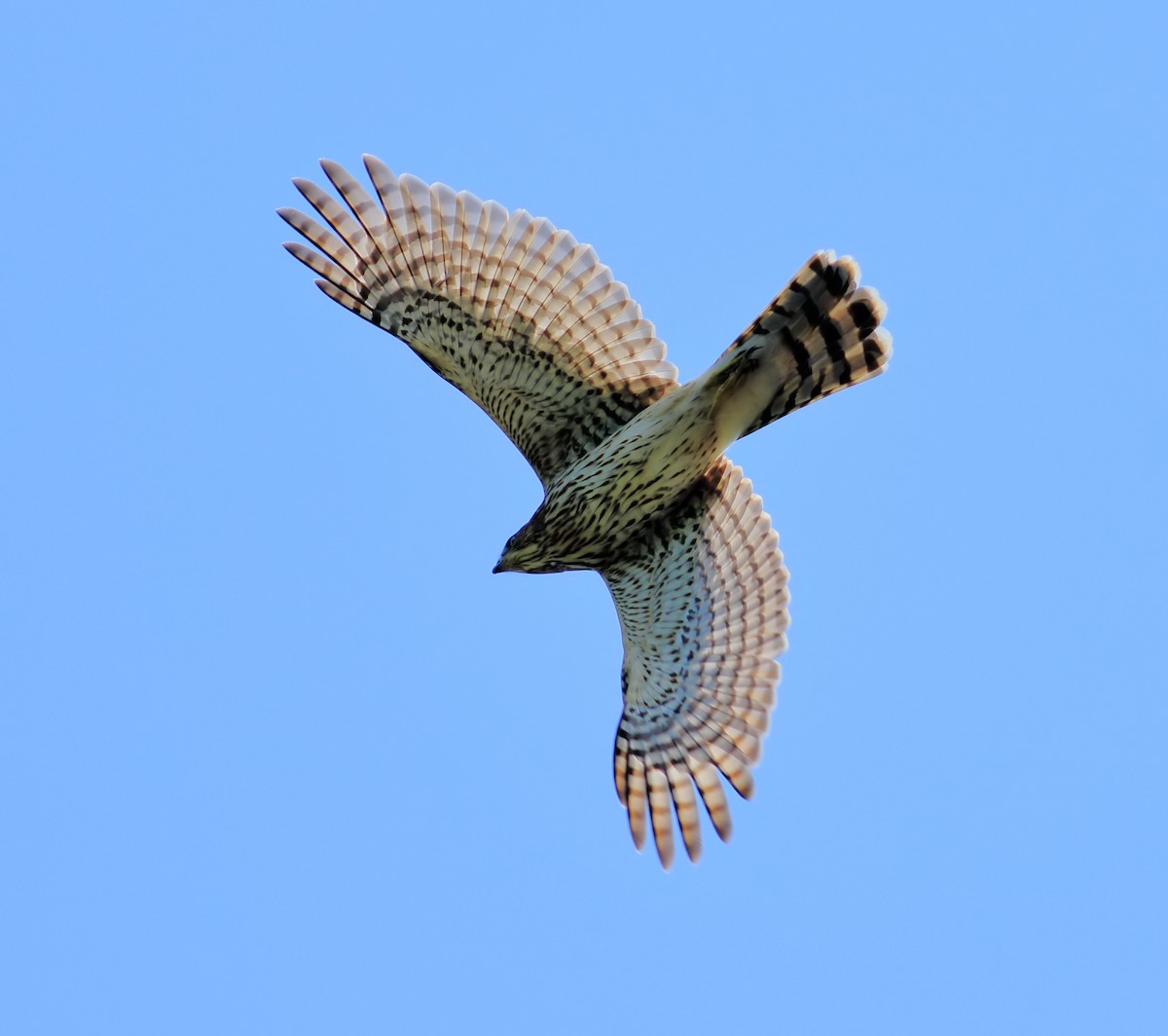 Cooper's Hawk - ML622512069