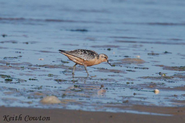 Red Knot - Keith Cowton