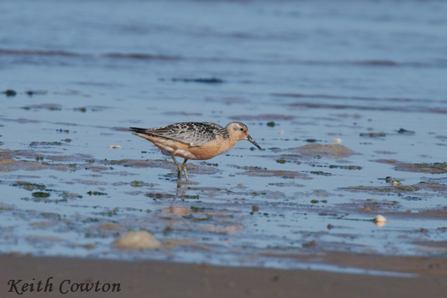 Red Knot - ML622512173