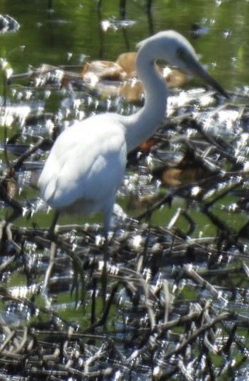 Little Blue Heron - ML622512204