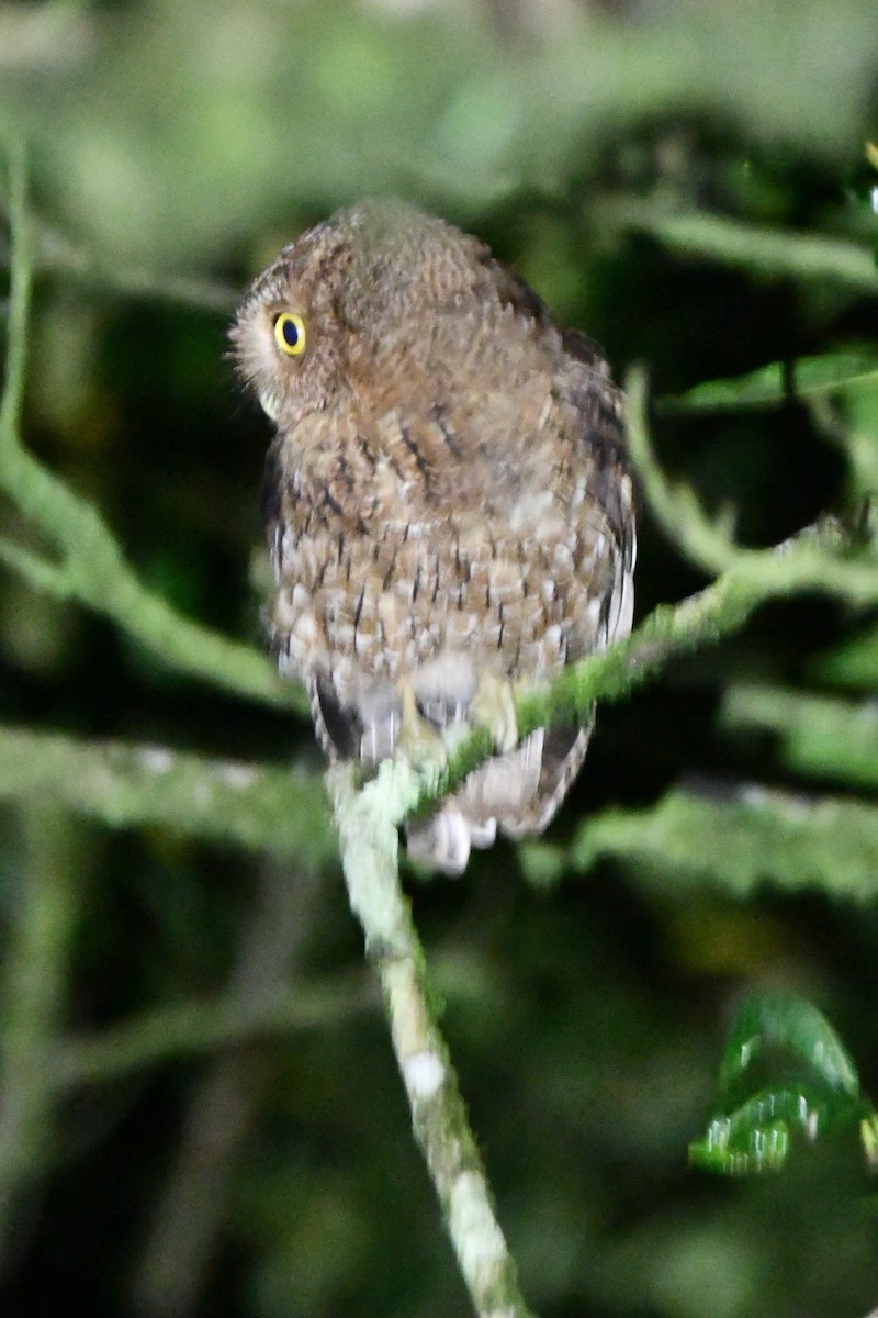 Bare-shanked Screech-Owl - Jessy Lopez Herra