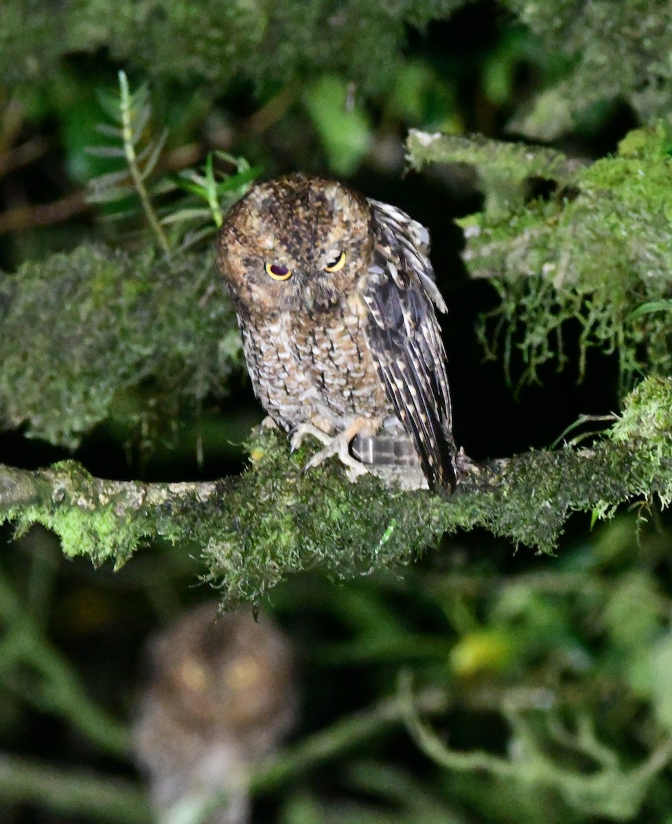 Bare-shanked Screech-Owl - Jessy Lopez Herra