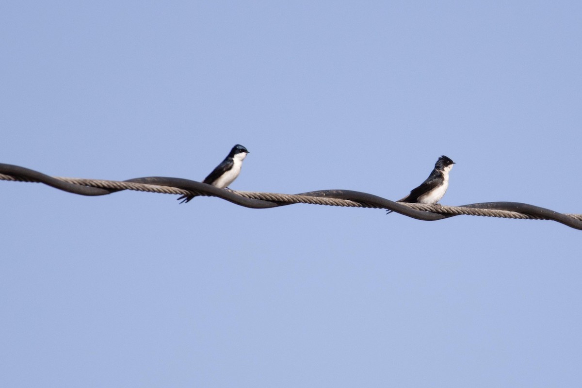 Blue-and-white Swallow - ML622512242