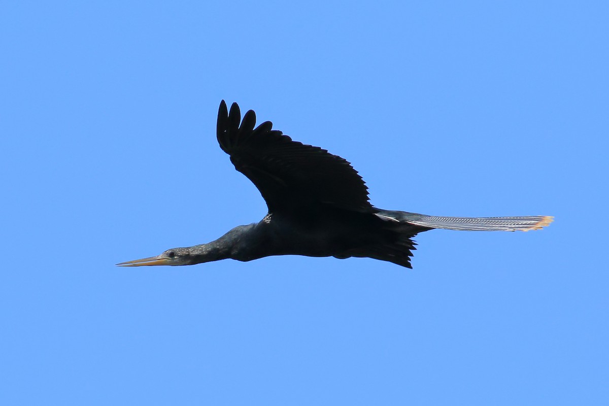 Anhinga d'Amérique - ML622512243