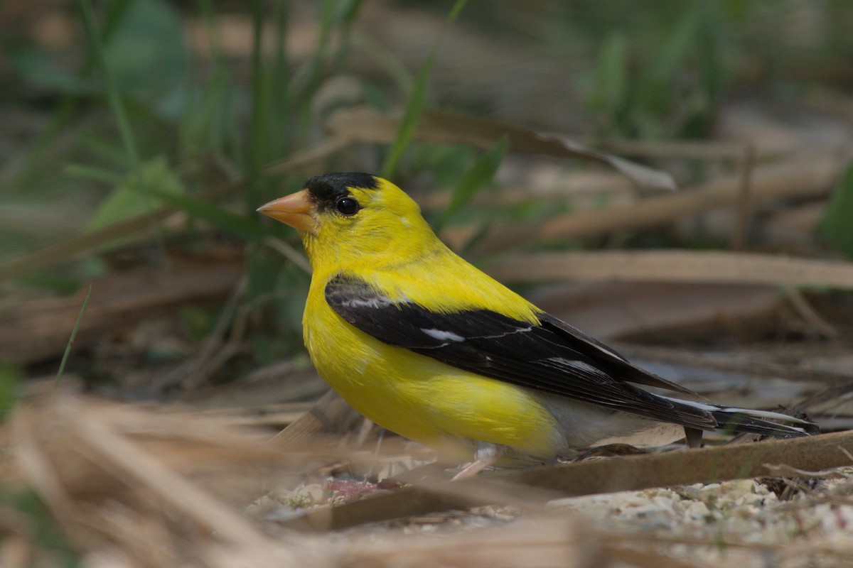 Chardonneret jaune - ML622512285