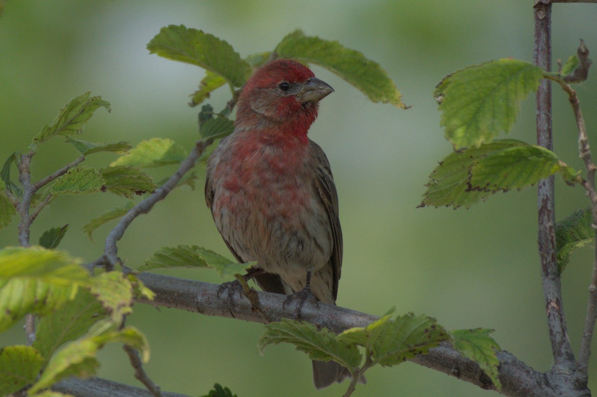 House Finch - ML622512286