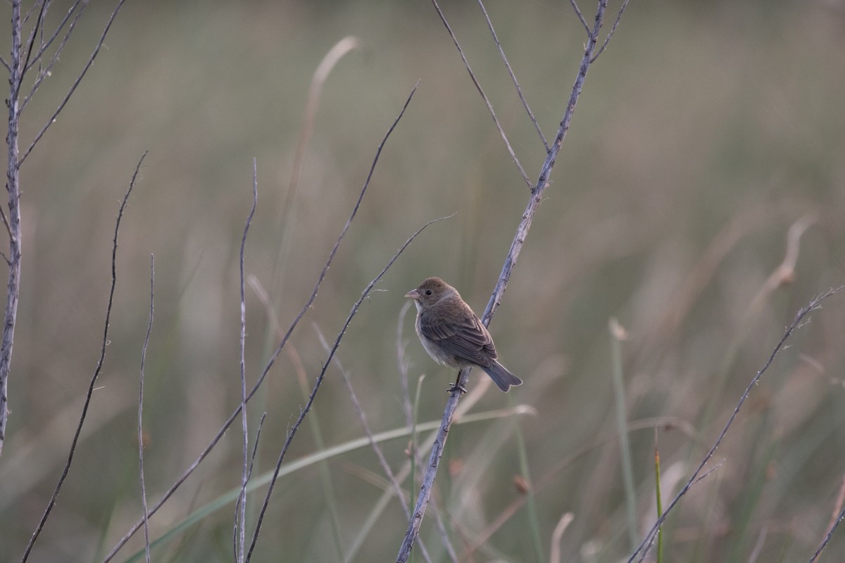 Indigo Bunting - ML622512320