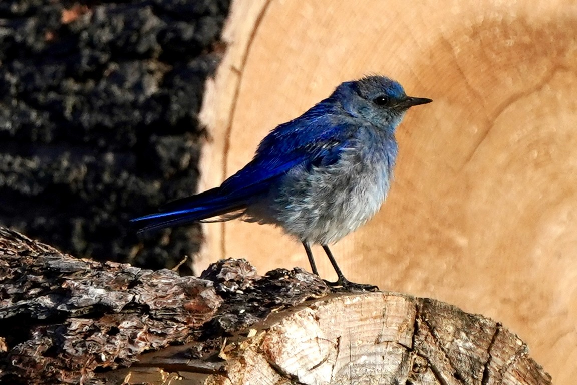 Mountain Bluebird - ML622512336