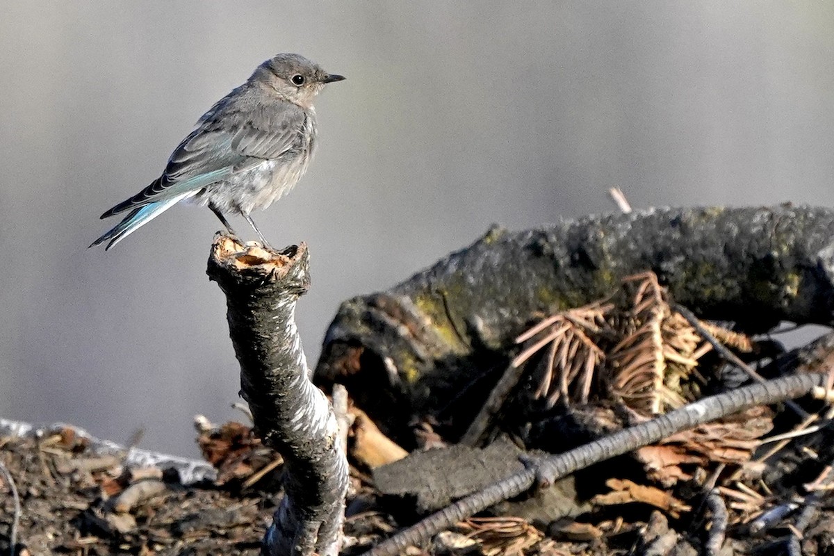Mountain Bluebird - ML622512337