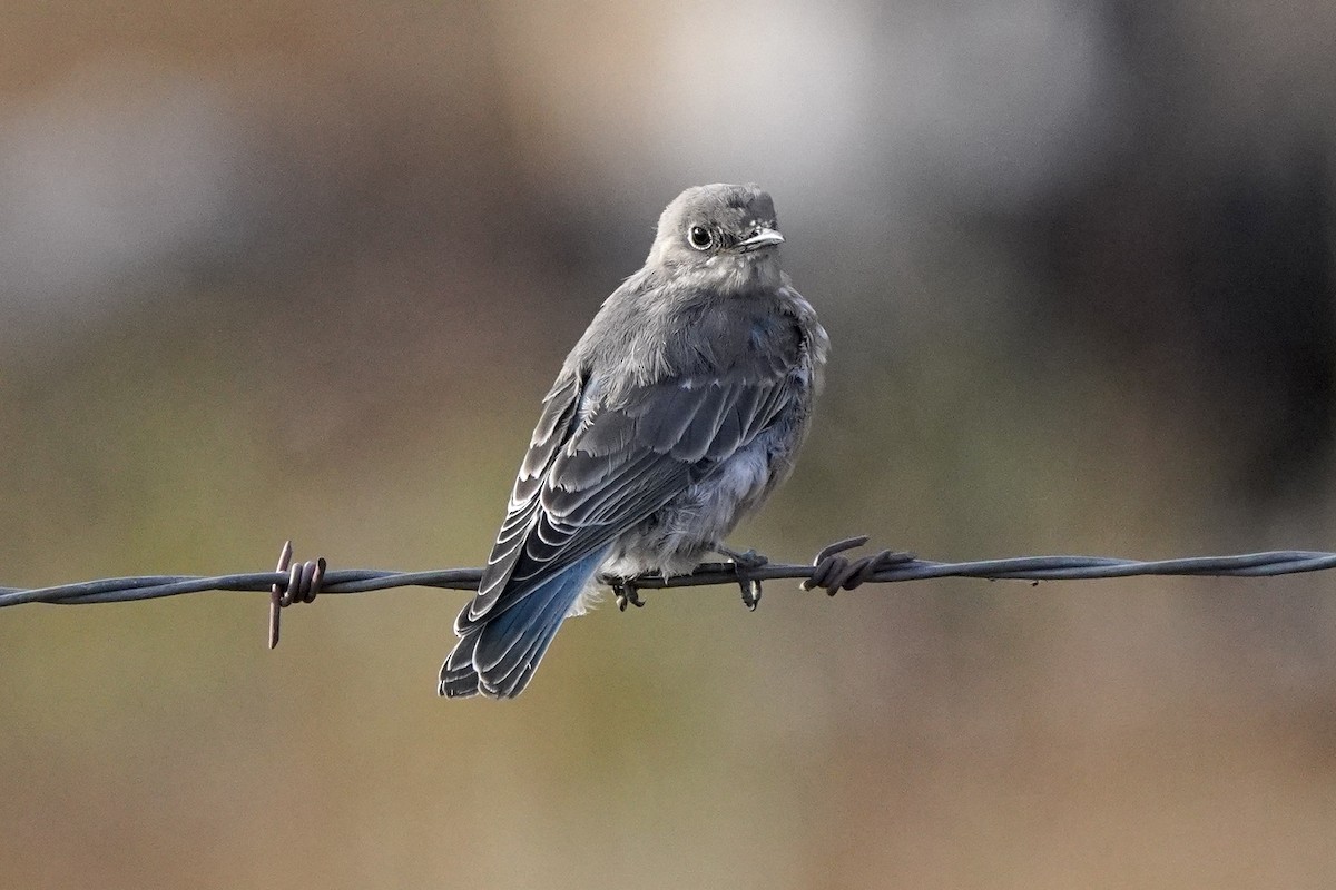Mountain Bluebird - ML622512338