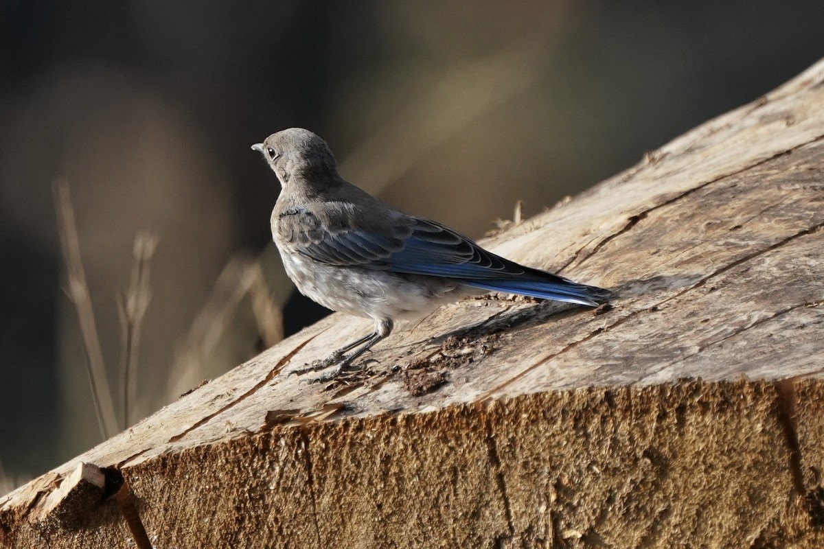 Mountain Bluebird - ML622512339