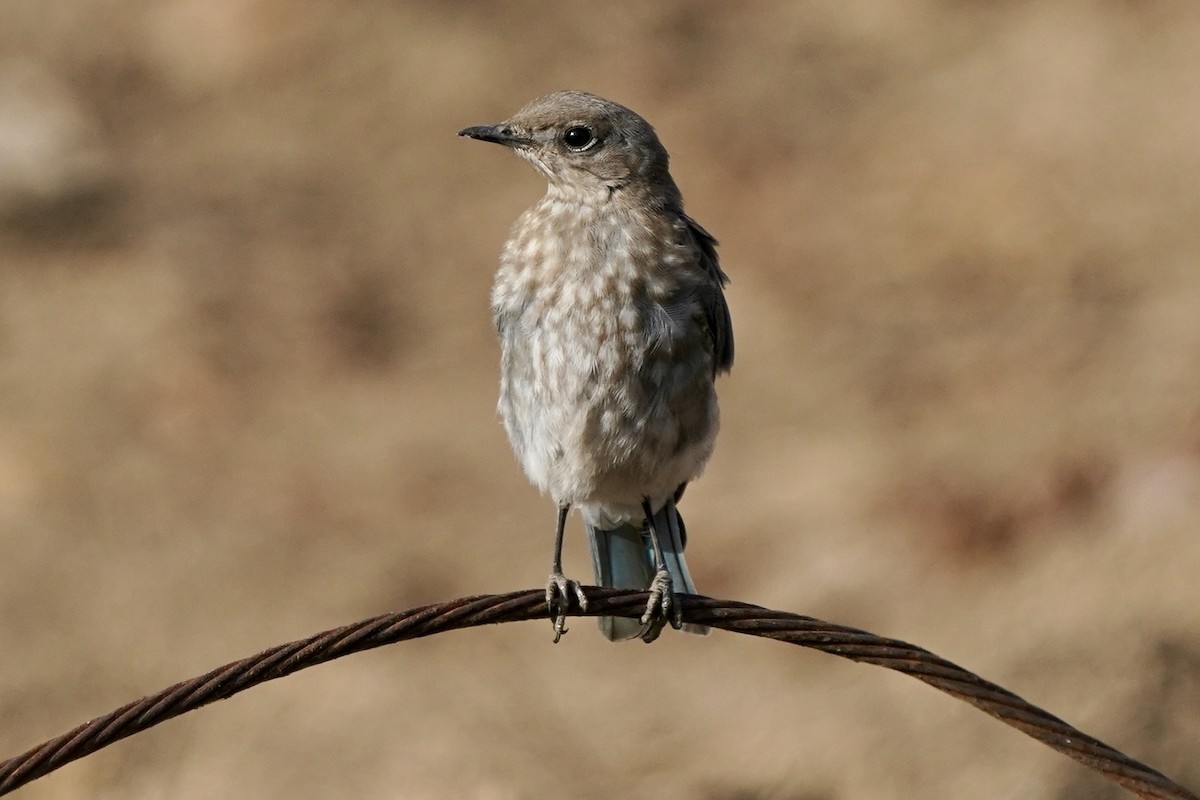 Mountain Bluebird - ML622512340