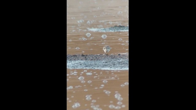 Semipalmated Sandpiper - ML622512410