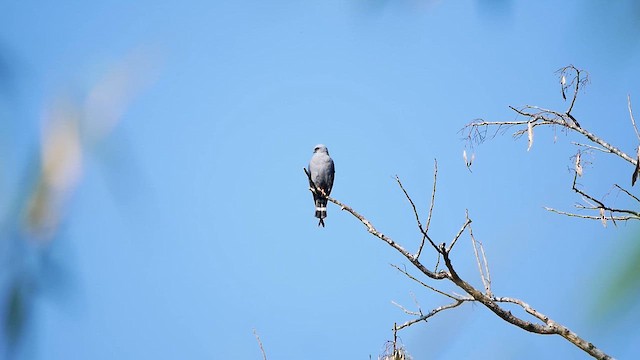 Plumbeous Kite - ML622512421